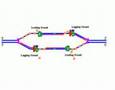 DNA replication