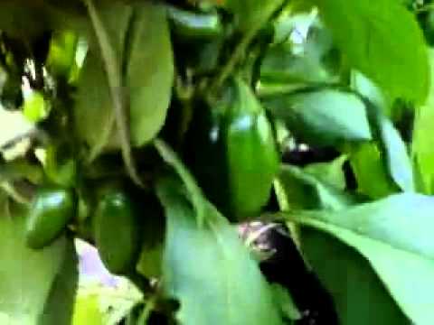 how to transplant jalapeno plants