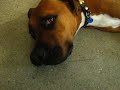 idefix blinks