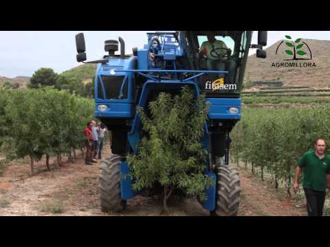 how to harvest almonds in australia