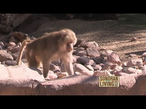 how to become zookeeper