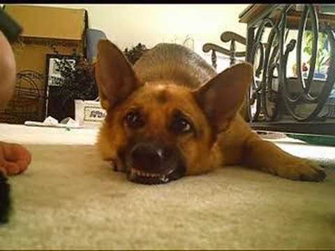 YouTube Трейлер