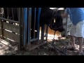 Draining of Abcess on Cow