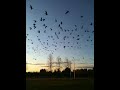 Canadian Geese