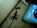 My old water dragon (Smaug)