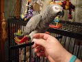 Dusty being gentle and letting me play for the first time.