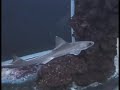 Aquarium Crikvenica