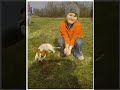 Jack Russell terier