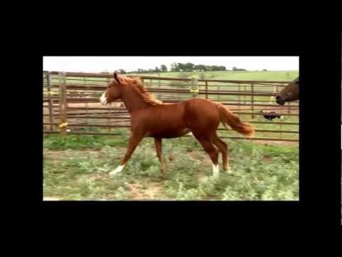 how to treat equine proud flesh