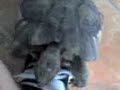 La battaglia con la Tartaruga 2