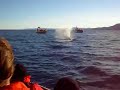 cap sur les baleines
