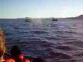 cap sur les baleines
