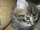 Our new kitten maine coon - Luxor