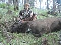Big October Sambar Stag
