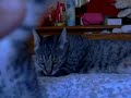 Mother cat watches kitten playing with camera
