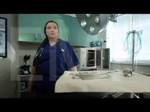 Болезни у домашних животных