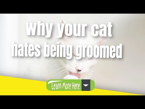 Why Your Cat hates Being Groomed