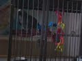 Sam - the African Grey Parrot Talking