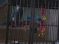 videos de Sam - the African Grey Parrot Talking
