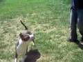 videos de Billy at LCAS. URGENT