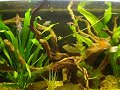 Aquario Plantado 200l 