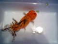 Goldfish Surgery-A Battle for Survival