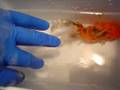 Goldfish Surgery-A Battle for Survival