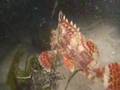 Scorpion Fish