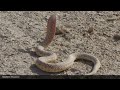 Iran Khuzestan Landscapes and Nature