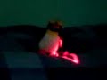 Penguin Rave Penguin Rave