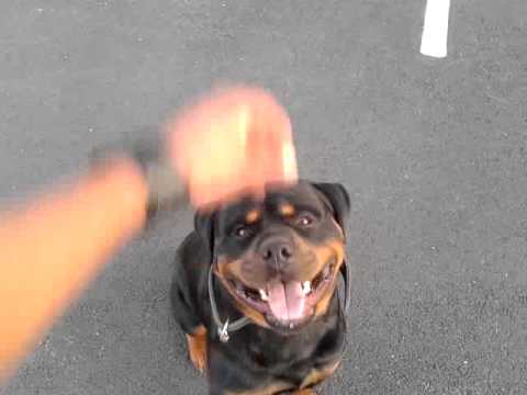 ROTWEILLER