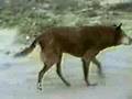 canine arthritis