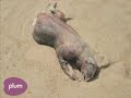 Montauk Monster: Fact or Fiction?