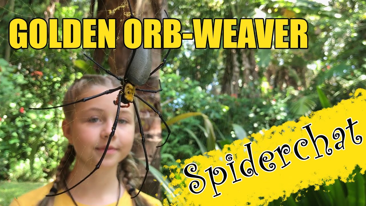 Golden Orb-weaver