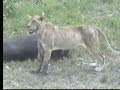 Lions Dec 25-26 Nkorho Pan Part 3