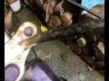 videos de mini harley califfonica (fase 1)