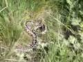 Adder