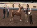 WMH Fire Dancer at Morgan Grand Nationals 2 year old fillies