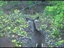 Fawn Release 2008 Clip 5 - In the woods- Paws, Inc Fawn Release 2008 Clip 5 - In the woods- Paws, Inc