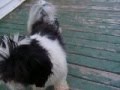 videos de duke again