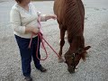 Nora the Cowgirl Wrangles Jake