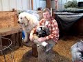 Pygmy goat kids in the barn - Alaska