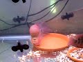9. inch male and 5.+ inch female mating red dragon flowerhorn pair - all comments and ratings are welcomed. thanks for looking.