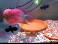 Flowerhorn Red Dragon Breeding Pair