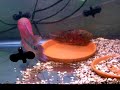 9. inch male and 5.+ inch female mating red dragon flowerhorn pair - all comments and ratings are welcomed. thanks for looking.