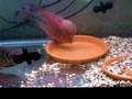 Flowerhorn Red Dragon Breeding Pair