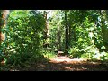 Watch 'Black Bear Mother and Cubs - Bears - Spy in the Woods - BBC‬‏'