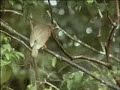 Attenborough in Paradise: Where the Action Is