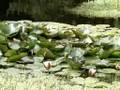 The pOnd II