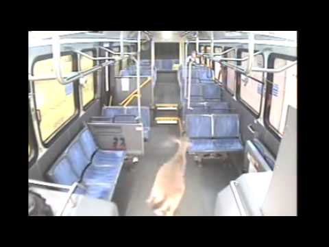 Veado é atropelado por ônibus